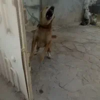 سگ نگهبان|سگ|مشهد, سیس‌آباد|دیوار