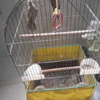 دوعدد عروس هلندی|پرنده|گرگان, |دیوار