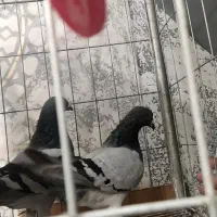 کبوتران مولداصیل بعلت جابجایی مکان بفروش میرسد .|پرنده|مشهد, نیروی هوایی|دیوار