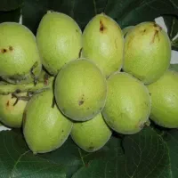 گردو اصلاح شده و با کیفیت|خدمات باغبانی و درختکاری|کلیبر, |دیوار