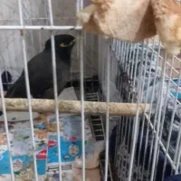 مینا سرحال وشاداب بازی گوش|پرنده|رشت, پسیخان|دیوار