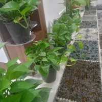 گل پتوس|گل و گیاه طبیعی|زاهدان, |دیوار