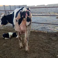 گاو تلیسه تازه زا