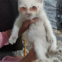 گربه سفید  ۳ماهشه چش دورنگ