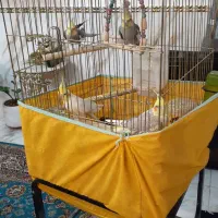 عروس هلندی مولد به همراه جوجه ها|پرنده|پاکدشت, پاکدشت (مامازند)|دیوار