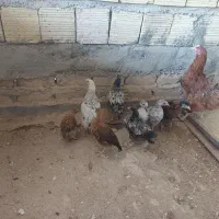 مرغ و جوجه محلی