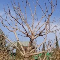 هرس کاری حیاط و باغ باغچه ویلا و آپارتمان