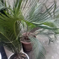 گل سیکاس|گل و گیاه طبیعی|رشت, سیا اسطلخ|دیوار