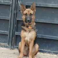 واگذاری سگ|سگ|چهارباغ, |دیوار