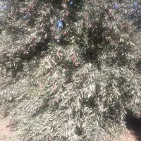 کارگر برای باغ زیتون نیازمندیم|استخدام بازاریابی و فروش|سقز, |دیوار