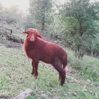 فروش نر بره