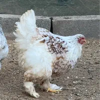 مرغ و خروس برهما اصیل وارداتی