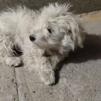 واگذاری اشپیتز