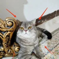 گربه نر بریتیش اماده جفت گیری|گربه|یزد, |دیوار