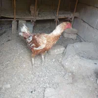 1500000تومان