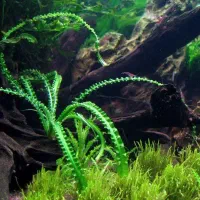 گیاه آکواریوم و پلنت