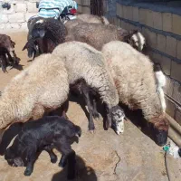 ۱۲عددمیش وبره گوسفند