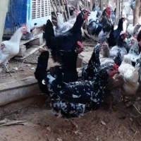 تخم مرغ محلی اصل اصل|خوردنی و آشامیدنی|بوشهر, |دیوار