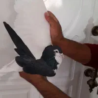 راست سیله خوشکل بدون ایراد