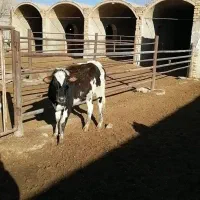 گاووگوساله|حیوانات مزرعه|مبارکه, |دیوار