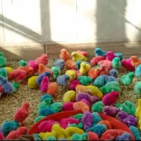 جوجه