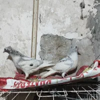 دم سفید جوجه