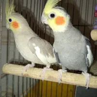 عروس هلندی