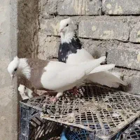 کبوتر طوق زرین|پرنده|لردگان, |دیوار