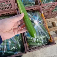 راهنمایی در مورد نحوه کشت خیار گلخانه ای