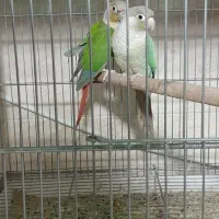 عروس هلندی مولد