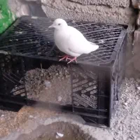 کبوتر خانگی نر معامله مرغ عشق