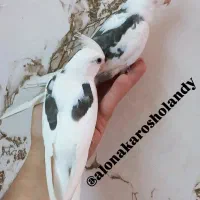 عروس  هلندی( سالن ) فول اهلی