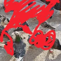 کبوتر مینا مگس