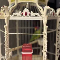 طوطی پاراکیت