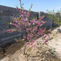 زمین باغی دور دیوار درب ۳/۵متری با درخت ۶ساله|فروش زمین و ملک کلنگی|مشهد, درزآب|دیوار