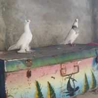 طوقی سفید|پرنده|دهدشت, |دیوار