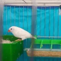 2 عدد فنچ برای فروش