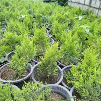 لاوسون|گل و گیاه طبیعی|کلاچای, |دیوار