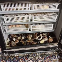 دستگاه جوجو کشی|لوازم جانبی حیوانات|شیروان (خراسان), |دیوار