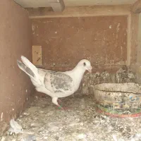 دوبال نر آس کلکسیونی