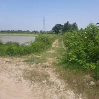 شالیزار در پس ویشه