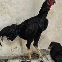 مرغ و خروس دورگه لاری پاوه