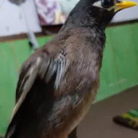 مرغ مینا نر سه ماهه