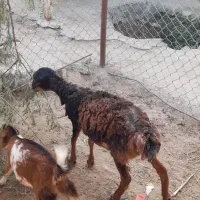 بچه بره ماده