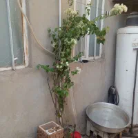 گل کاغذی|گل و گیاه طبیعی|قم, نخودی|دیوار