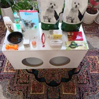 سگ پاکوتاه 2ماهه|سگ|میاندوآب, |دیوار