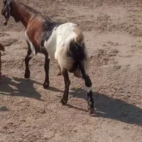 بز (تکه) با بز شیری|حیوانات مزرعه|گمیشان, |دیوار