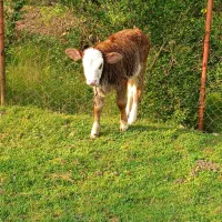 گاو....گوساله سیمینتال نر