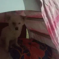 سگ پامر