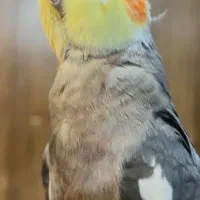 کبوتر گم شده